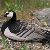 Barnacle Goose
